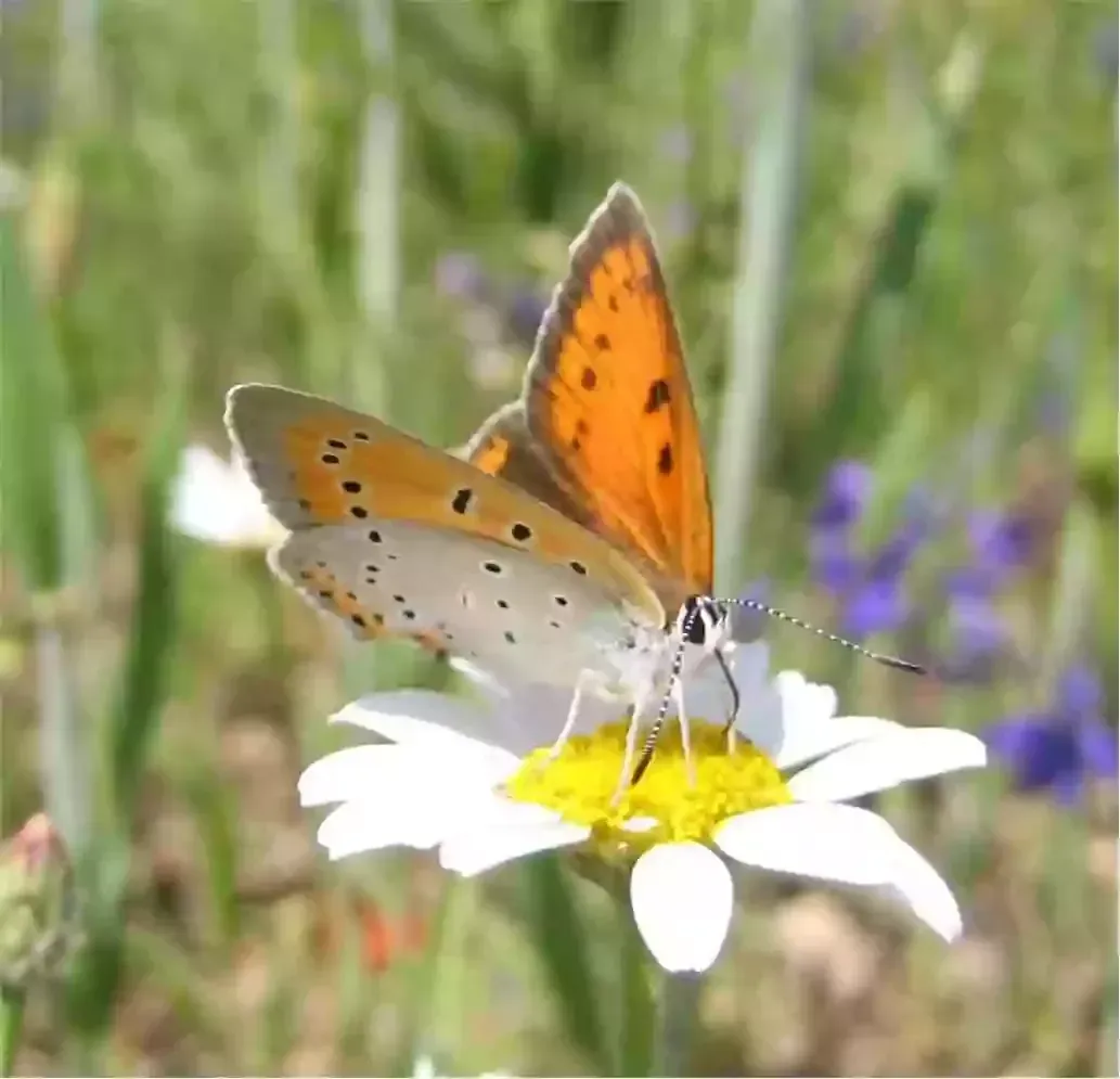 [schmetterling.webp]